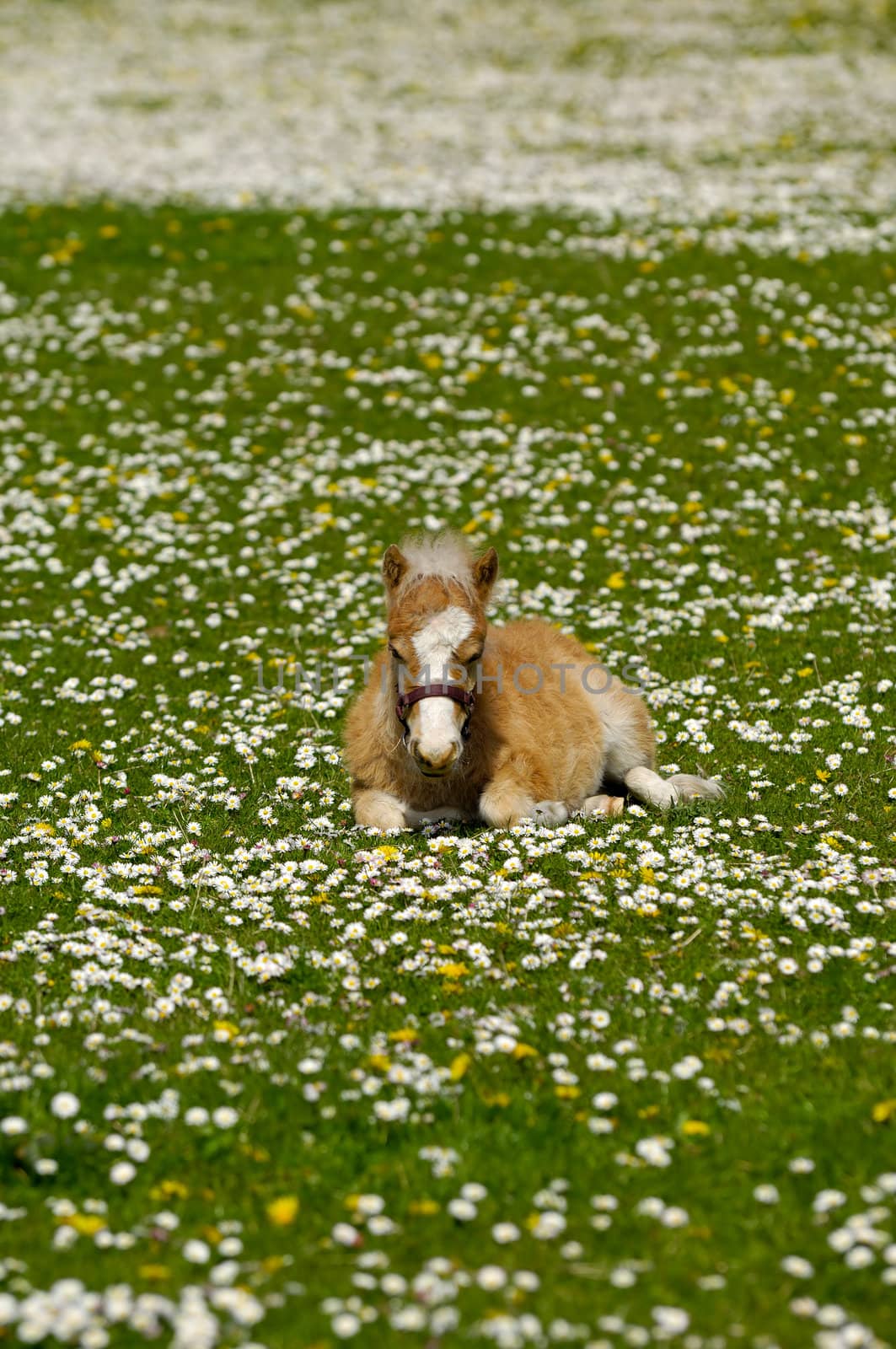 A sweet foal is resting on a green, white and yellow flower field