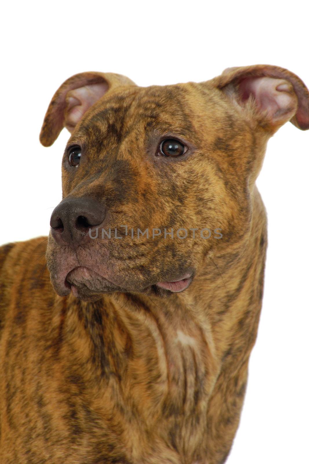 Staffordshire terrier dog on a clean white background