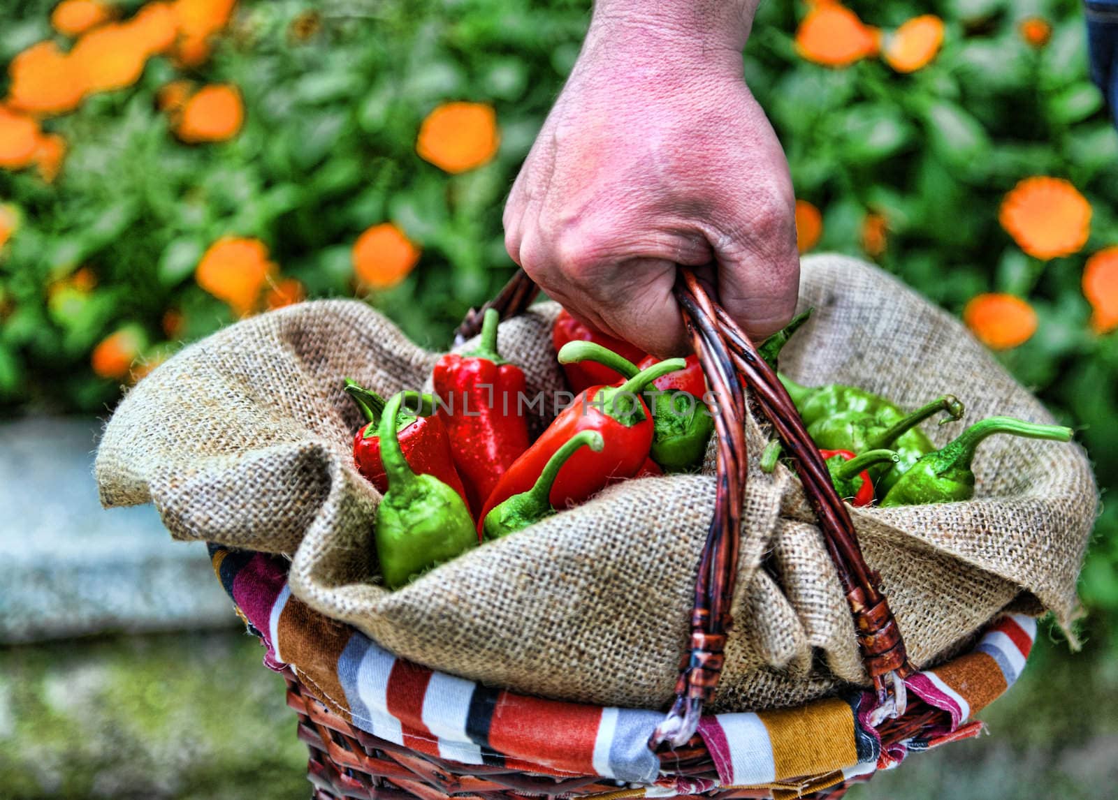 Man bringing a basket of red and green peperoni