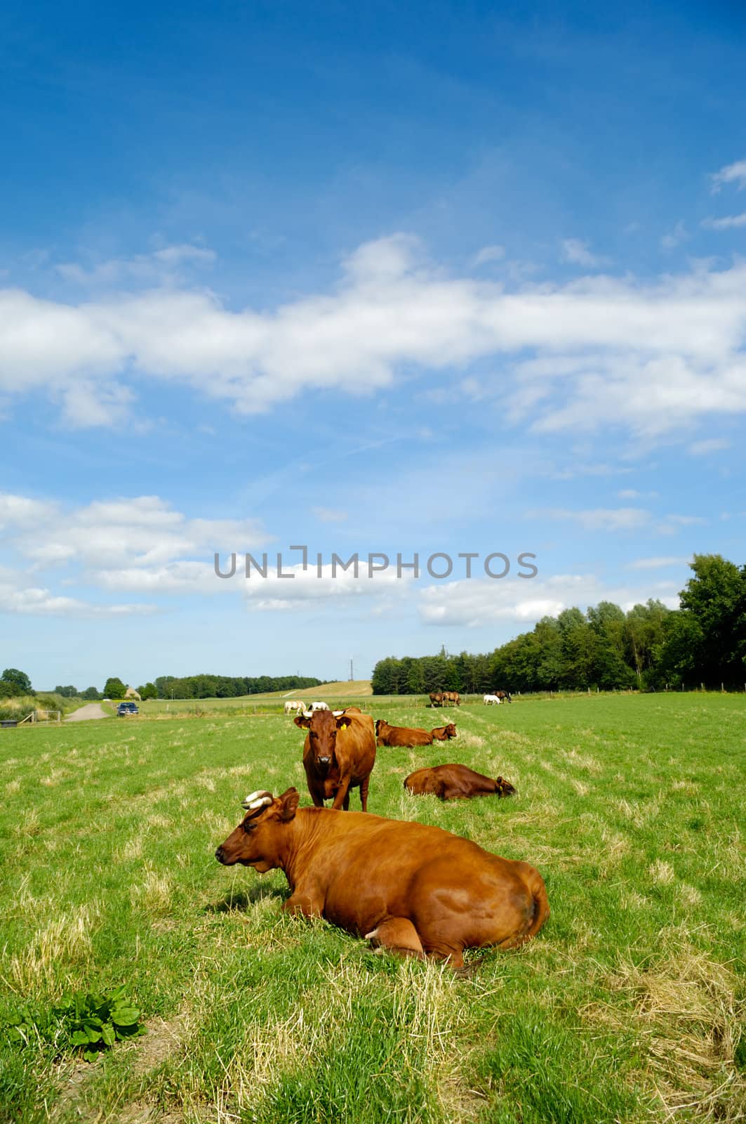 Cows are resting on green grass. The sky is blue with white clouds.