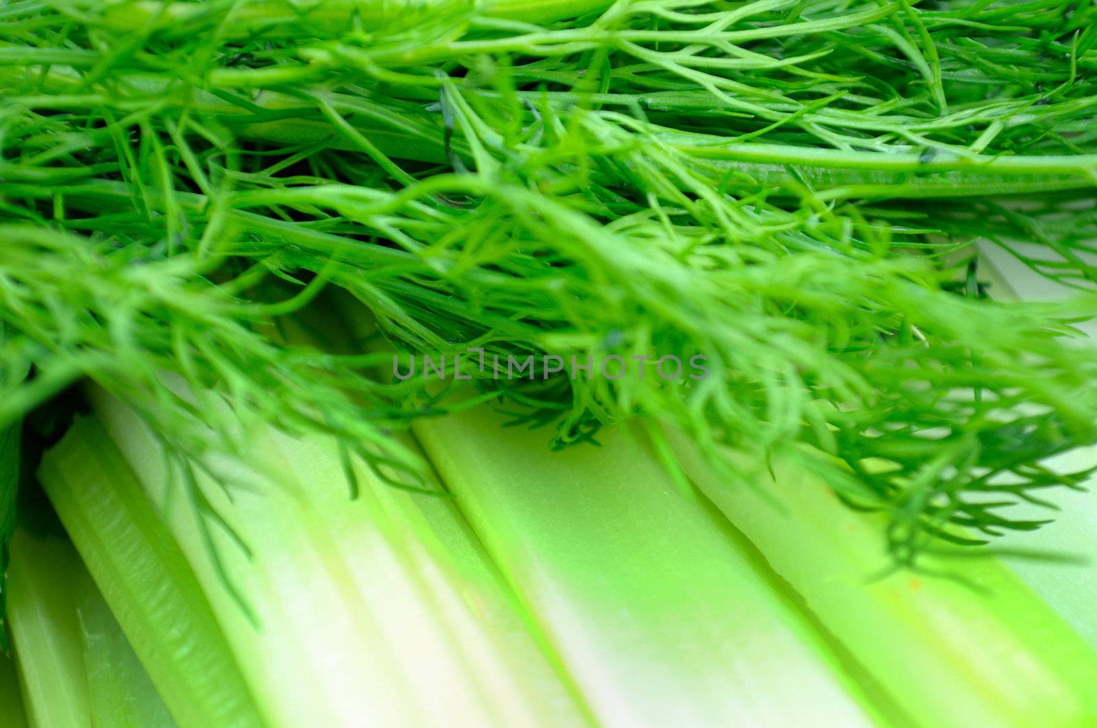 fennel and salad  a vegetarian background