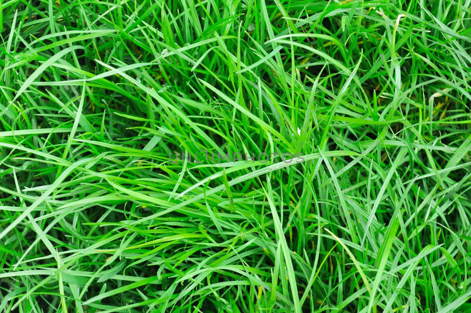 Fresh spring field grass (wheat grass) by Sergieiev