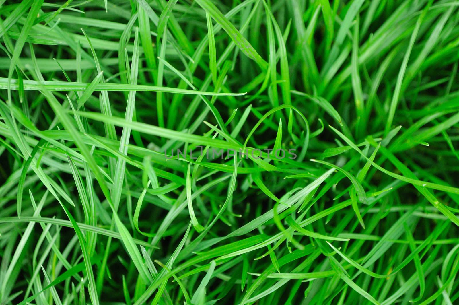 Fresh spring field grass (wheat grass) by Sergieiev