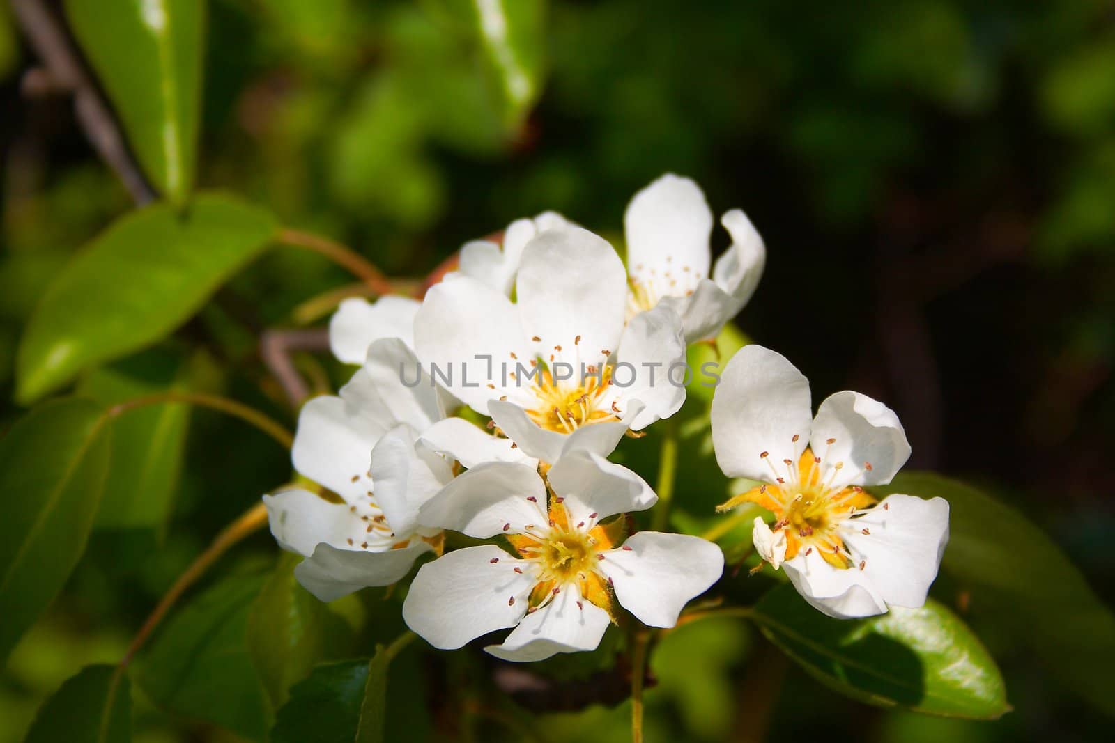 beautiful flower in the park. spring mood.