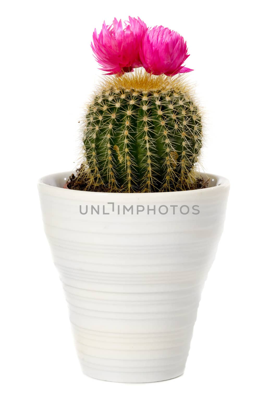 cactus by cfoto