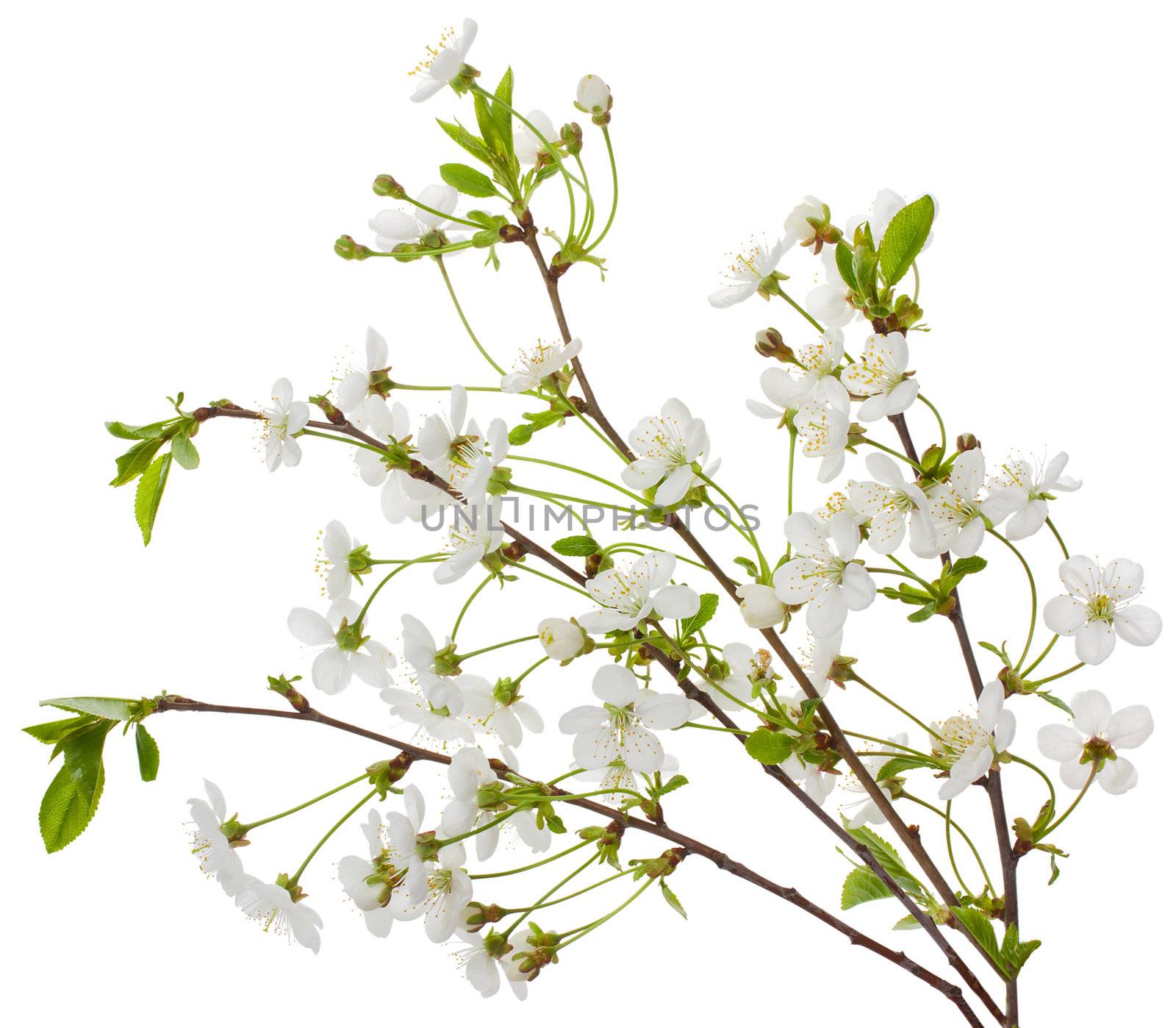 close-up blooming cherry branches, isolated on white