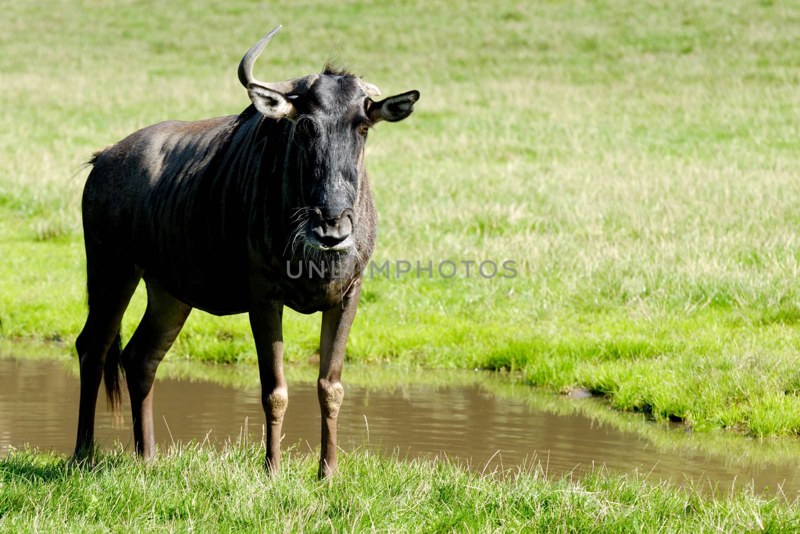 Old gnu is standing and looking on green grass