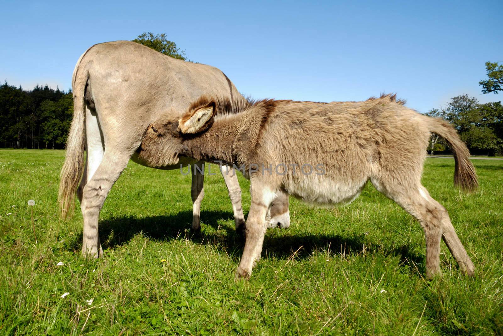 Donkey foal is drinking milk from its mother
