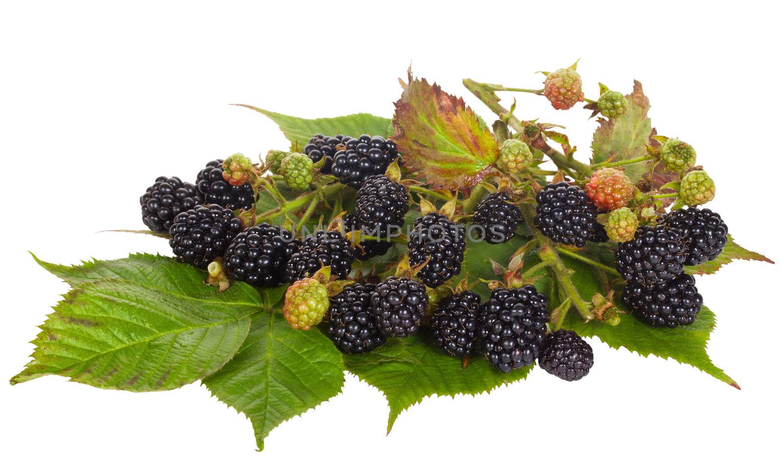 blackberry branches on leaves by Alekcey
