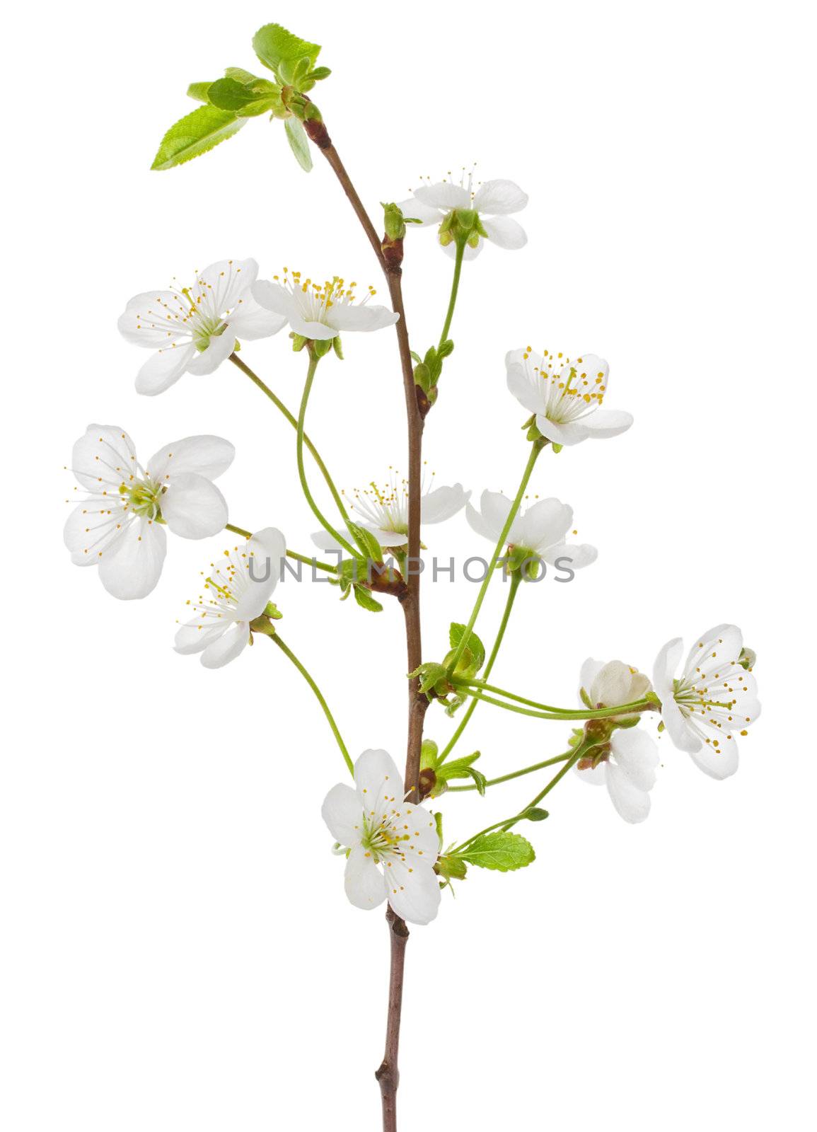 close-up blooming cherry branch, isolated on white