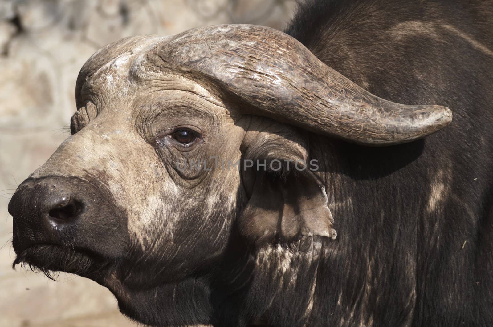 Massive head of a male Cape Buffalo