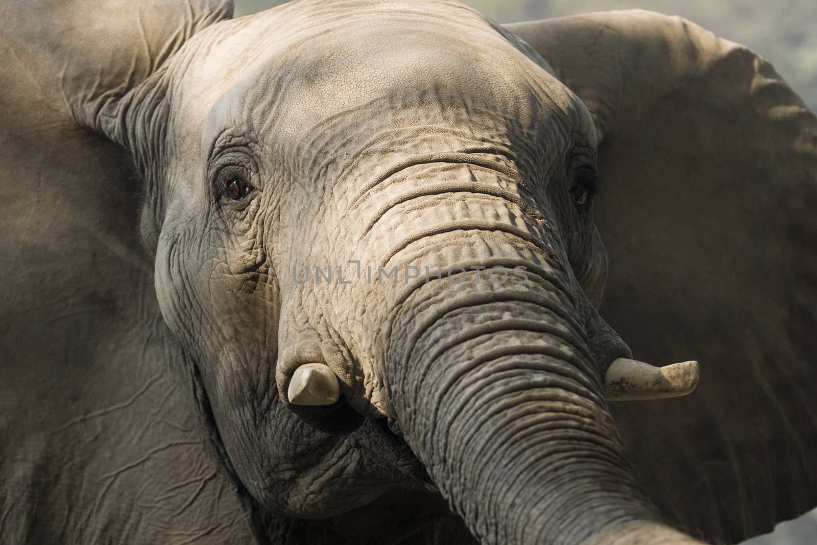 Close up of African Elephant