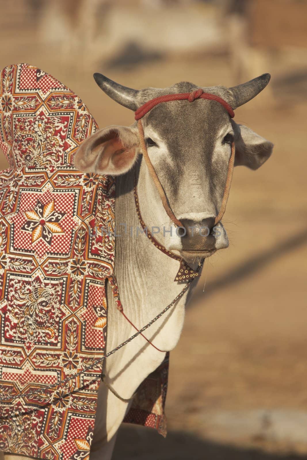 Bullock for sale at the Nagaur Livestock Fair, Rajasthan, India