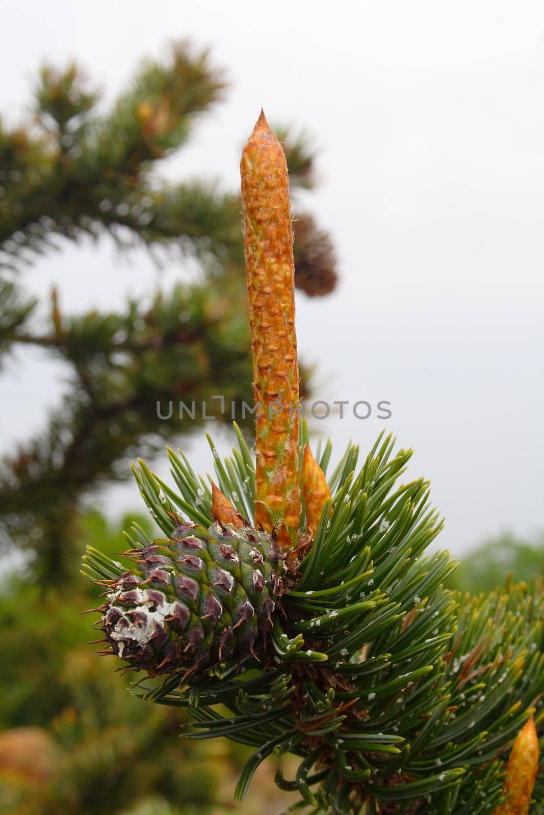 tree buds, young shoots by slavapa