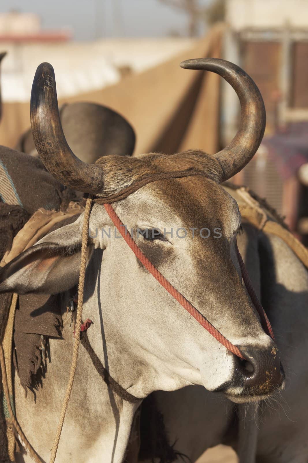 Head of a bullock being sold at the Nagaur Cattle Fair, Rajasthan, India