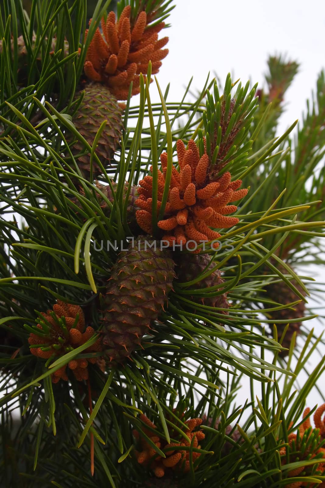 tree buds, young shoots, spruce, fir, new life, birth