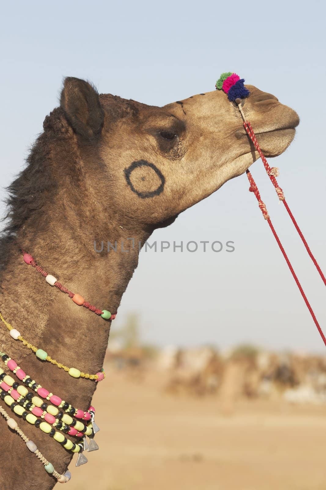 Head and neck of a camel at the Nagaur Cattle Fair in Rajasthan, India