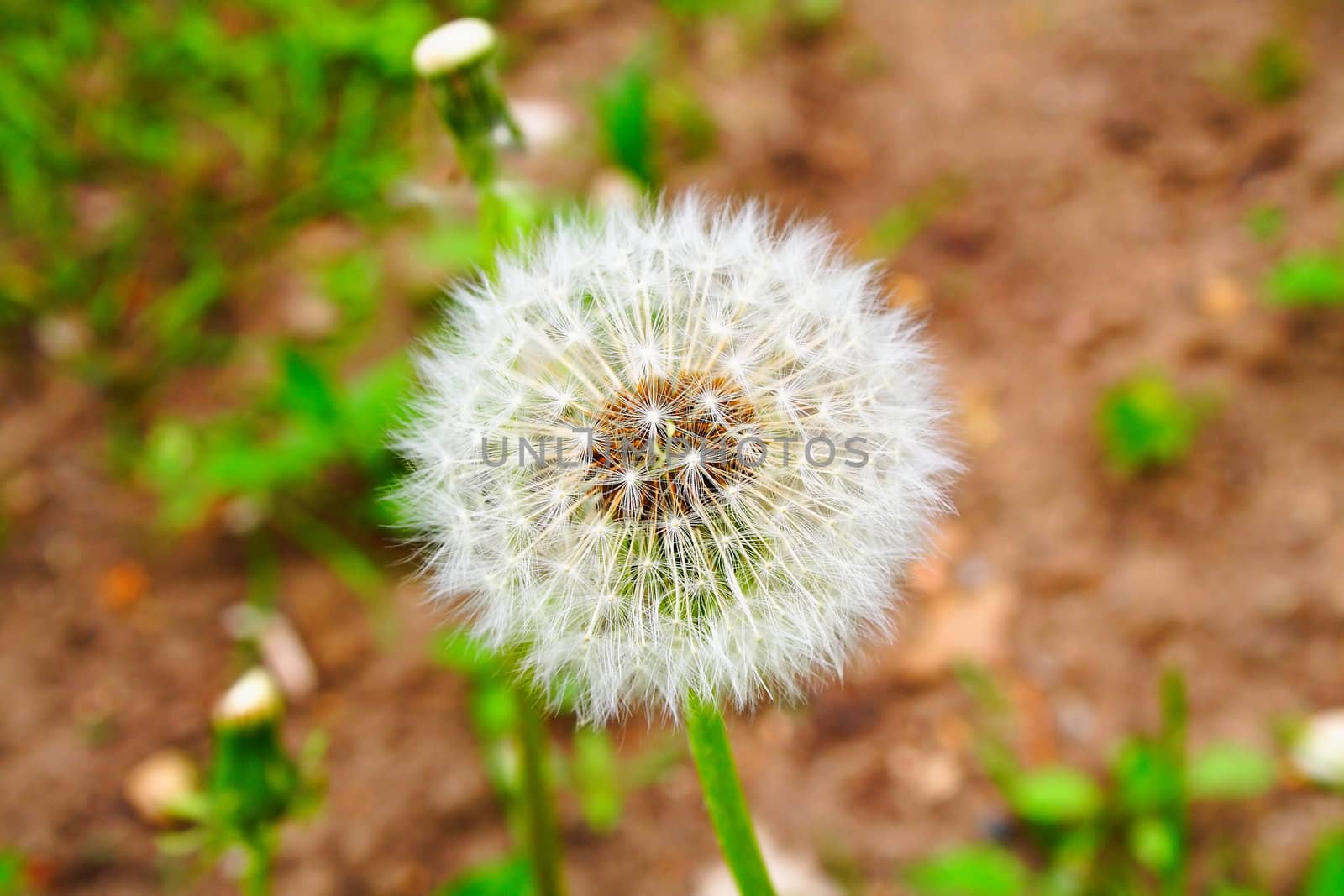 white, fluffy dandelion in the grass. gentle creature.