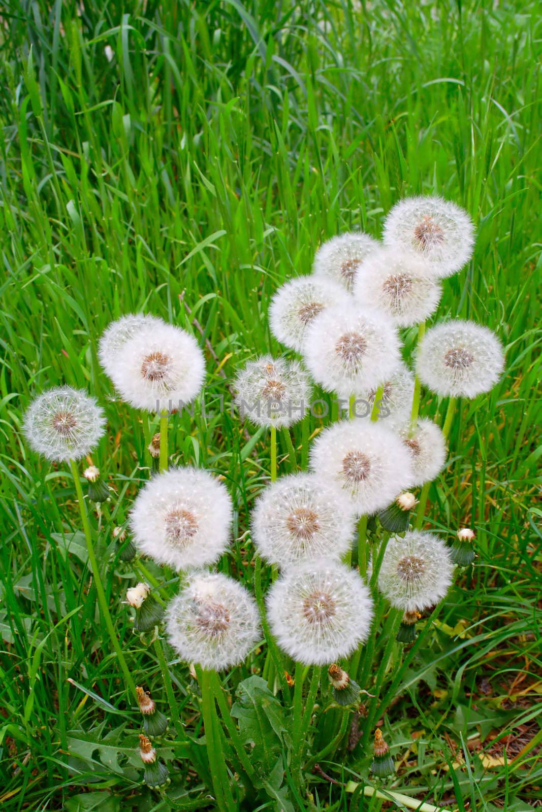 white, fluffy dandelion in the grass. by slavapa