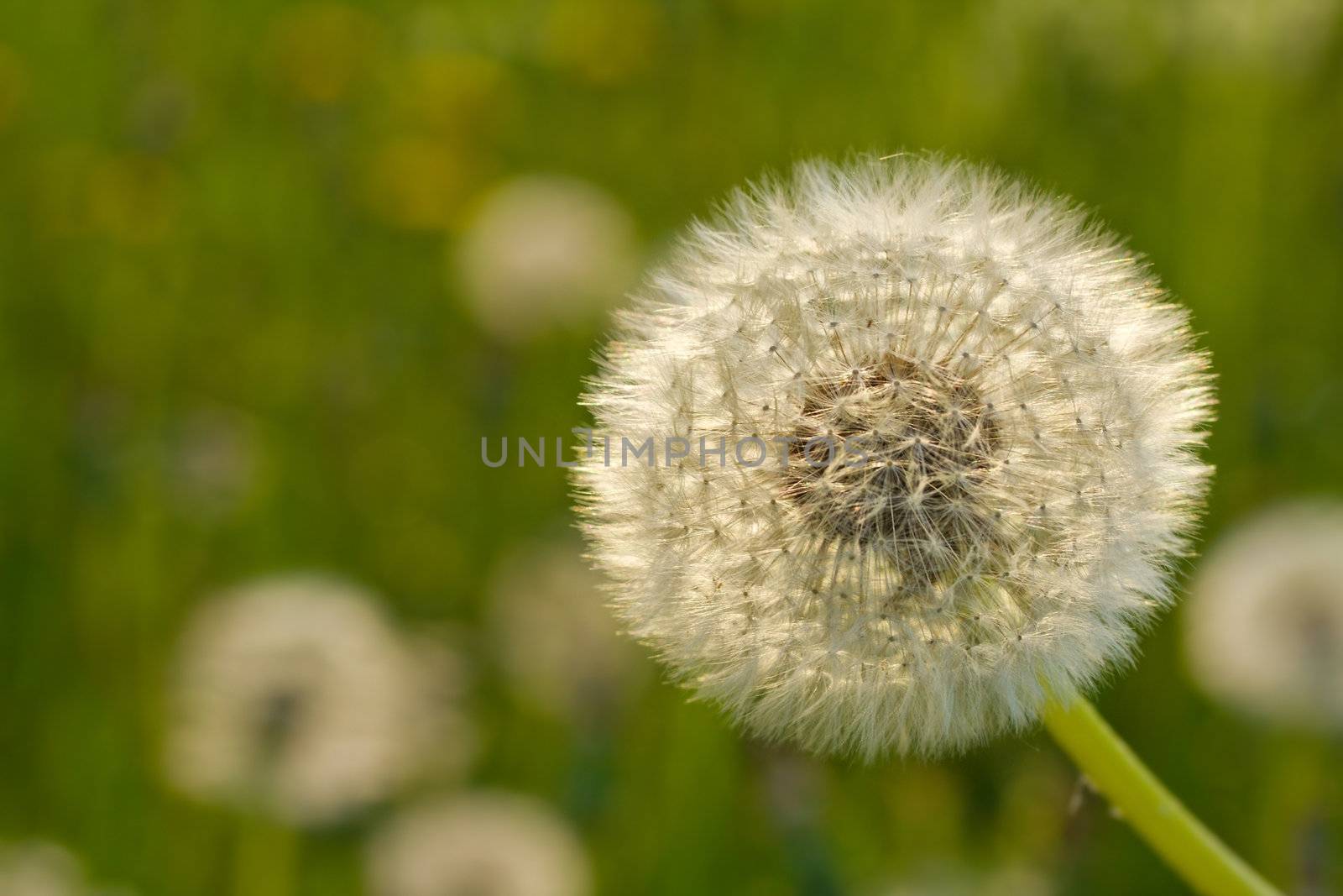 close-up dandelion  by Alekcey