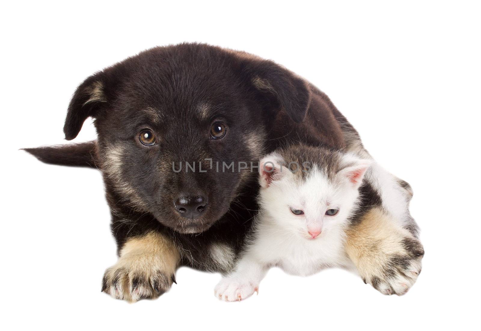 close-up puppy and cat, isolated on white
