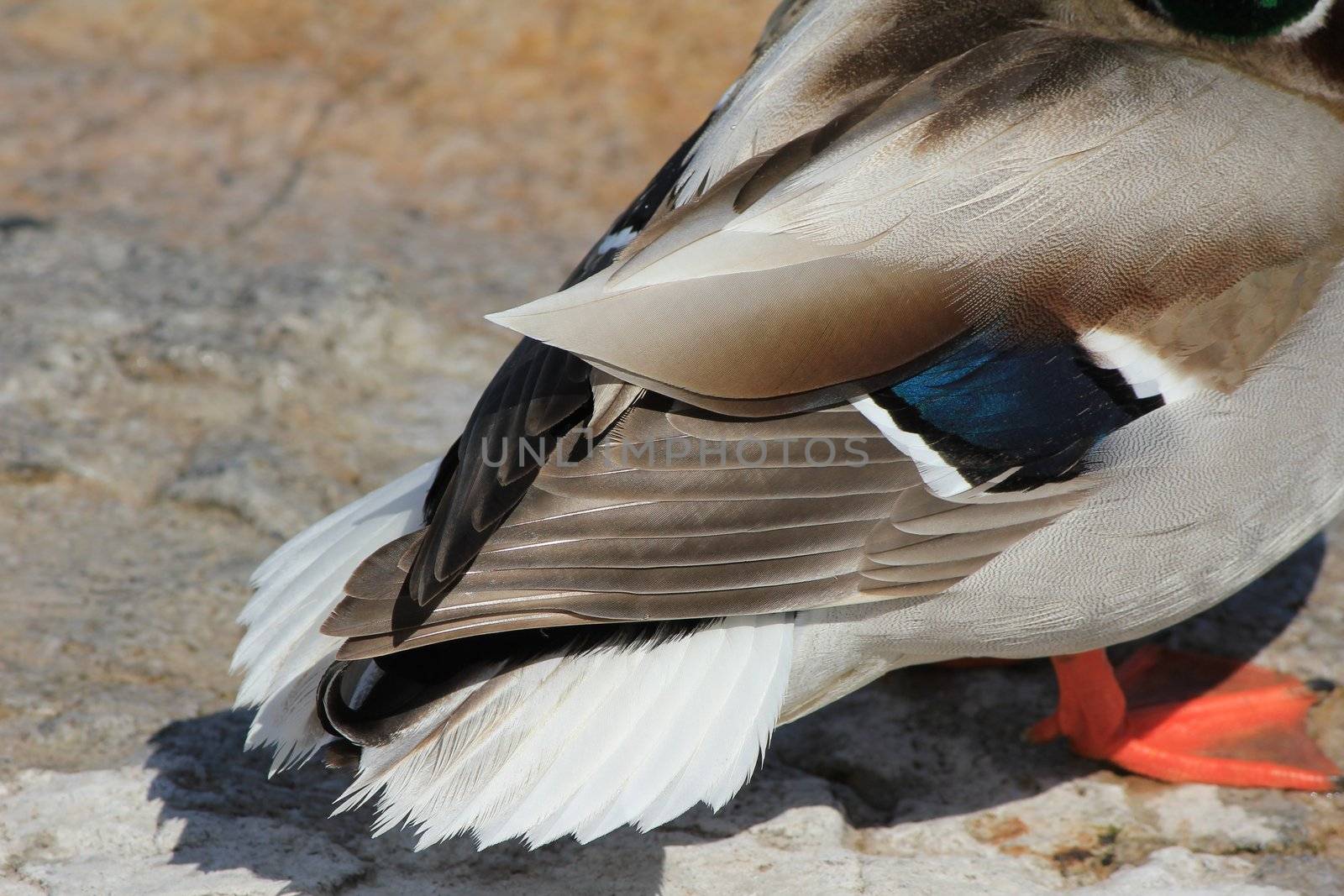 duck colvert