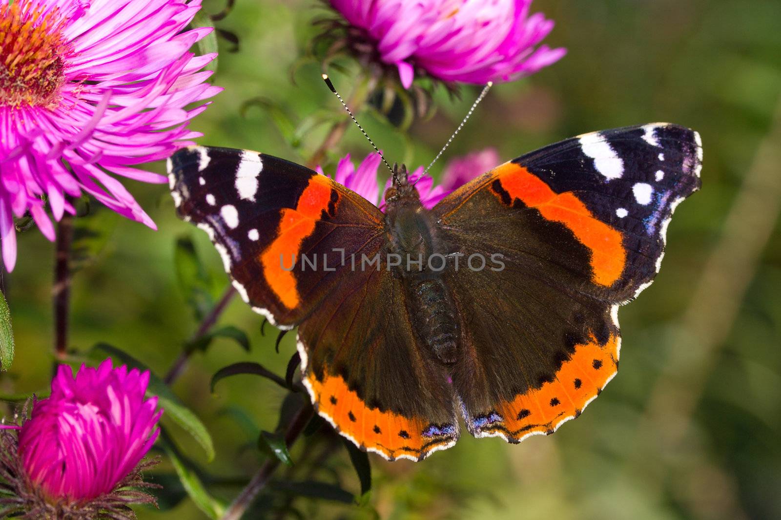 painted lady butterfly on flower by Alekcey
