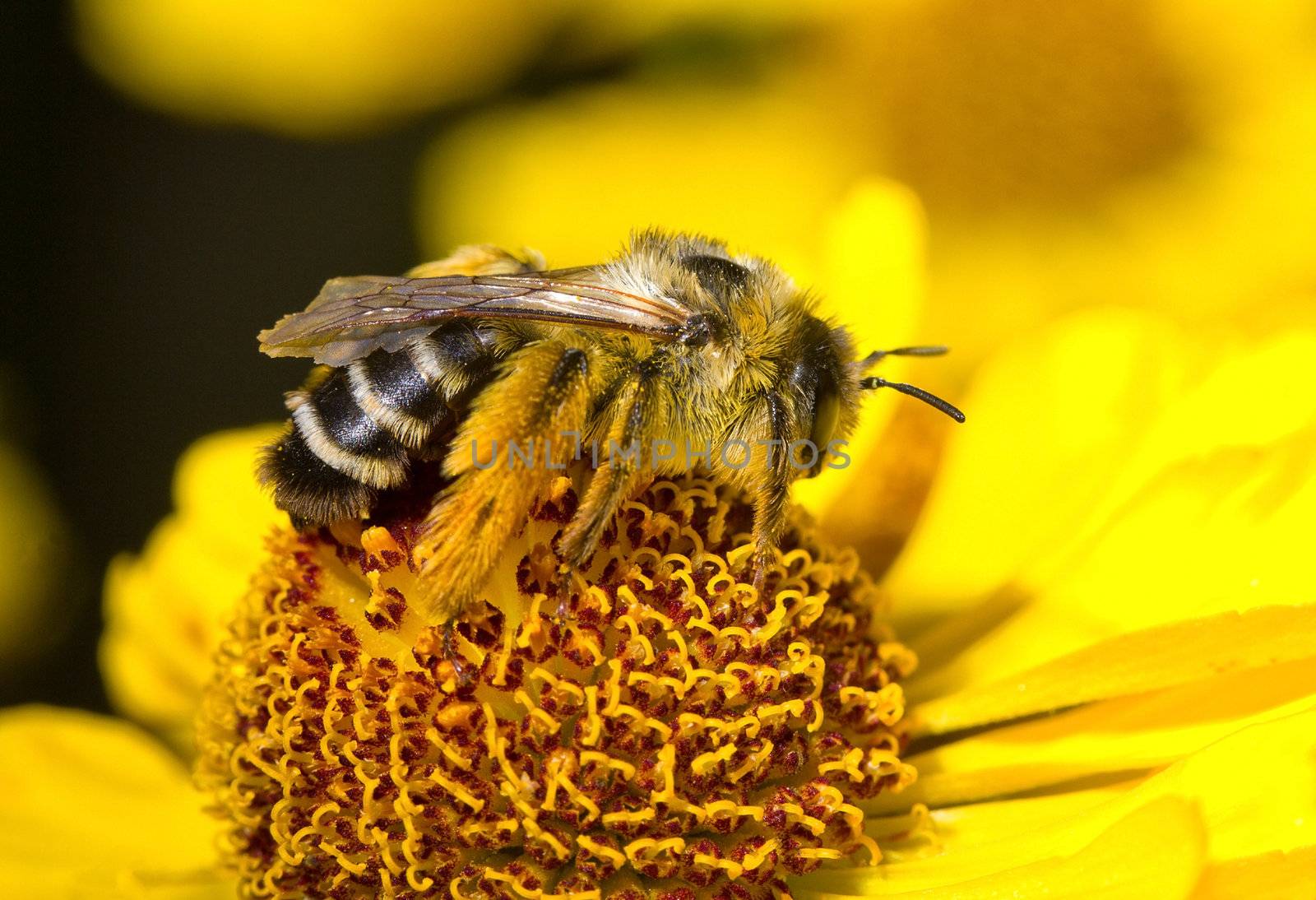 bumblebee on flower by Alekcey