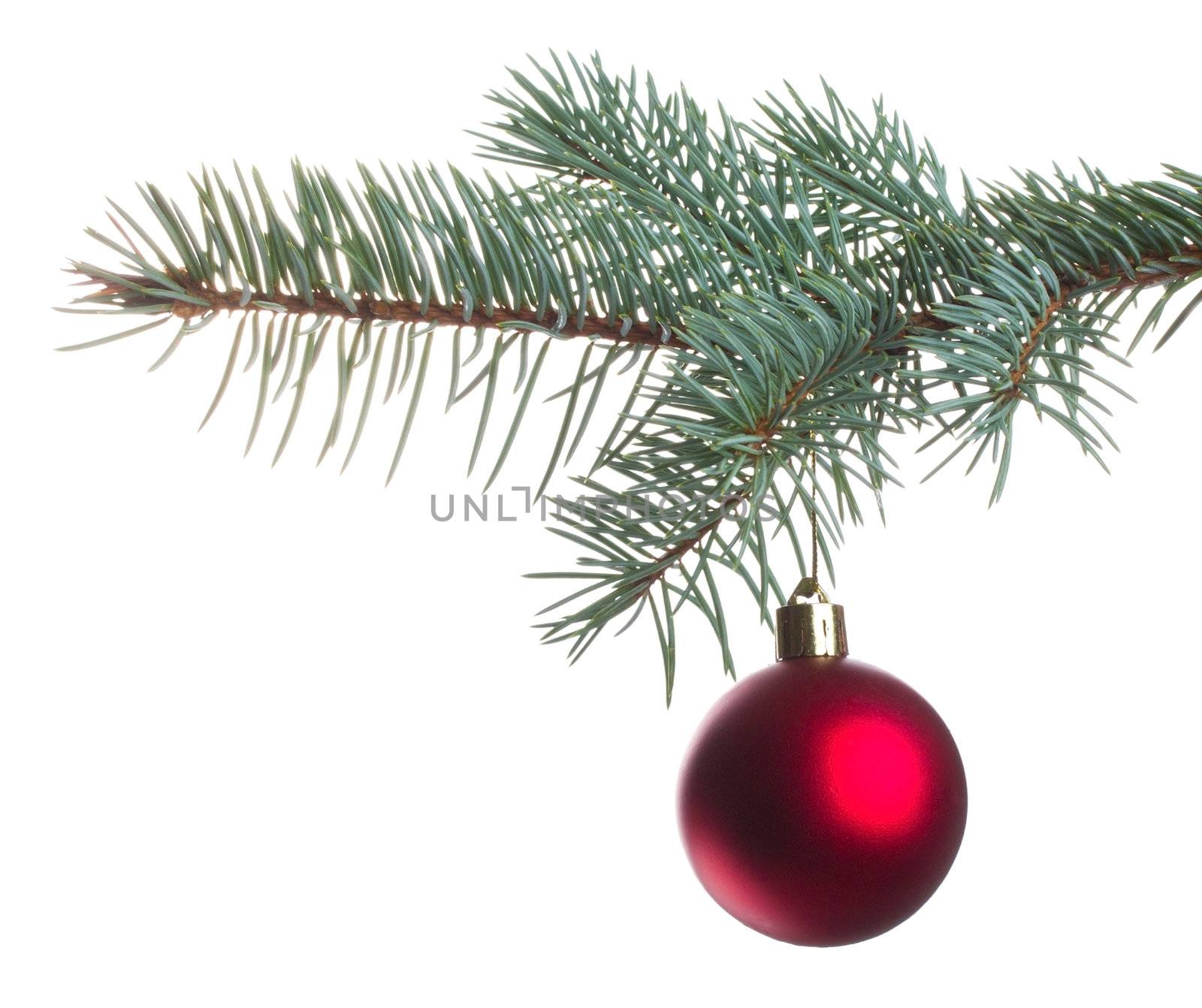 red christmas ball on fir branch by Alekcey