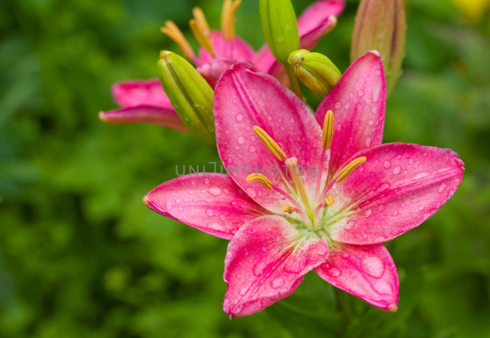 wet pink lily on green background