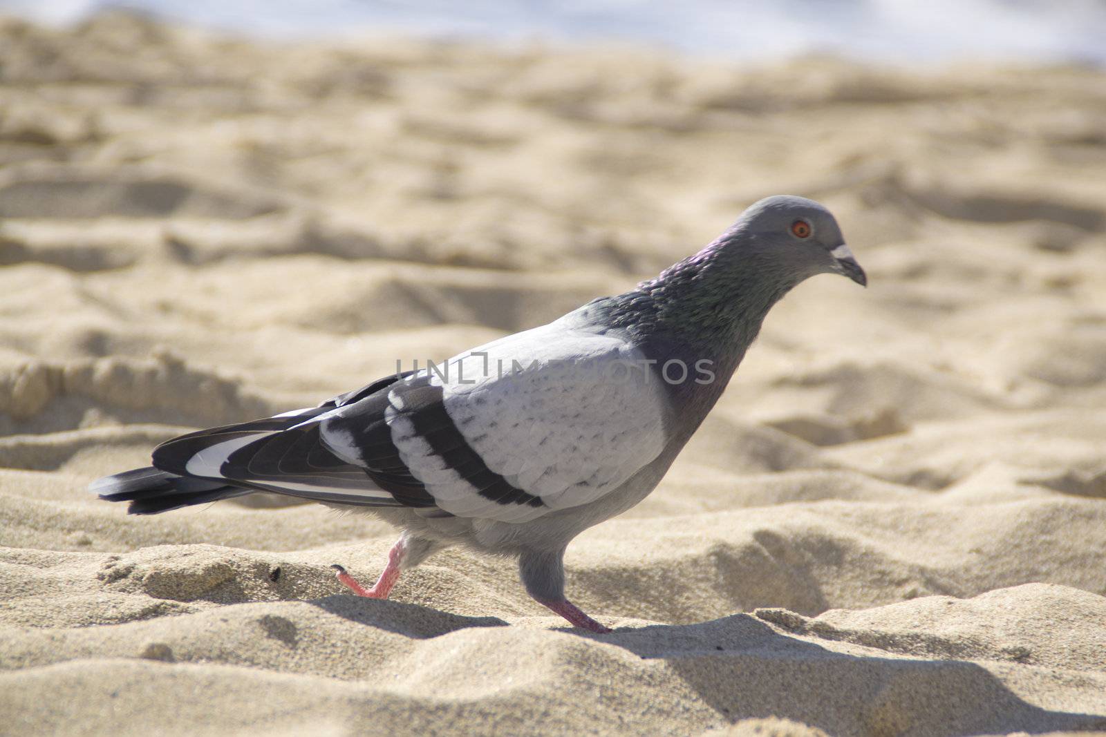 pingeon at the beach by ladyminnie