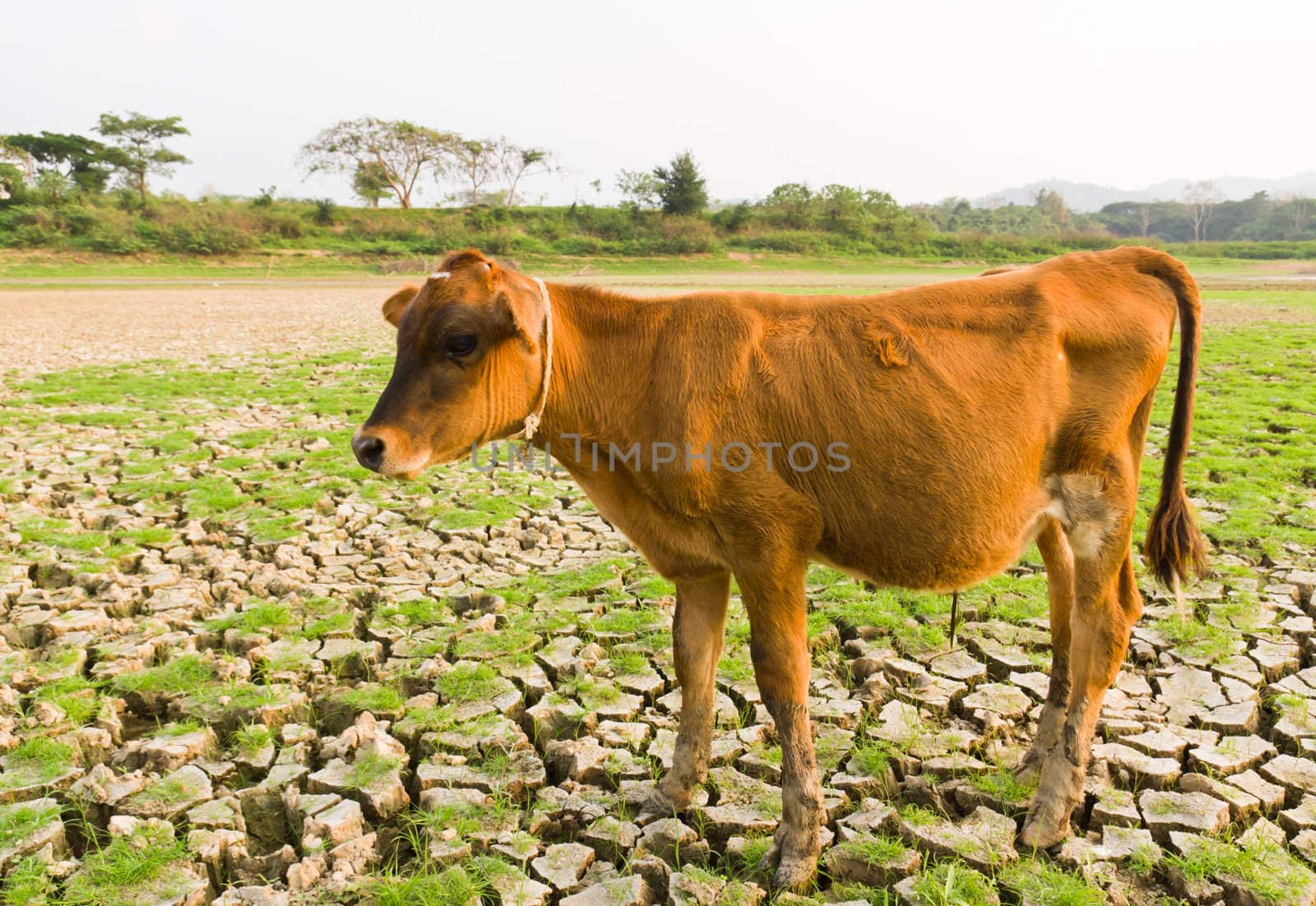 New life in cracked land by stoonn