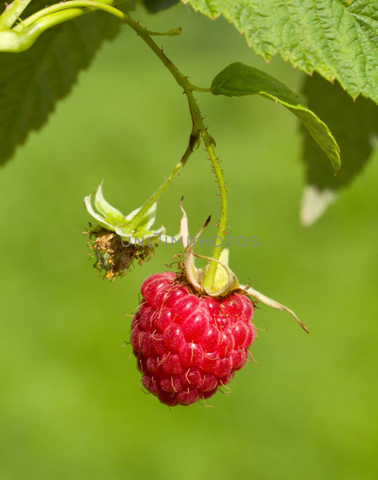 ripe raspberry on green background