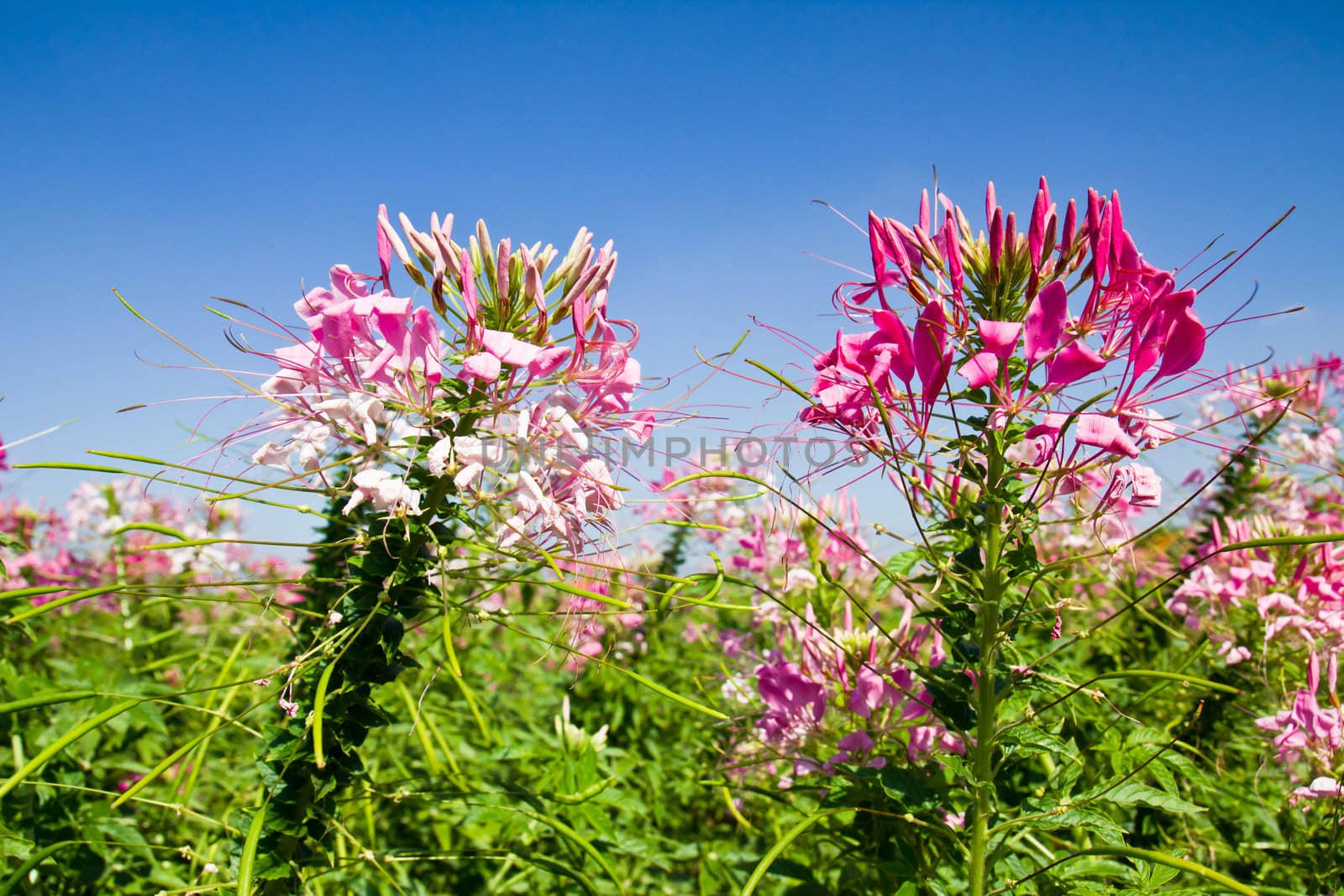 Pink flowers garden and blue sky