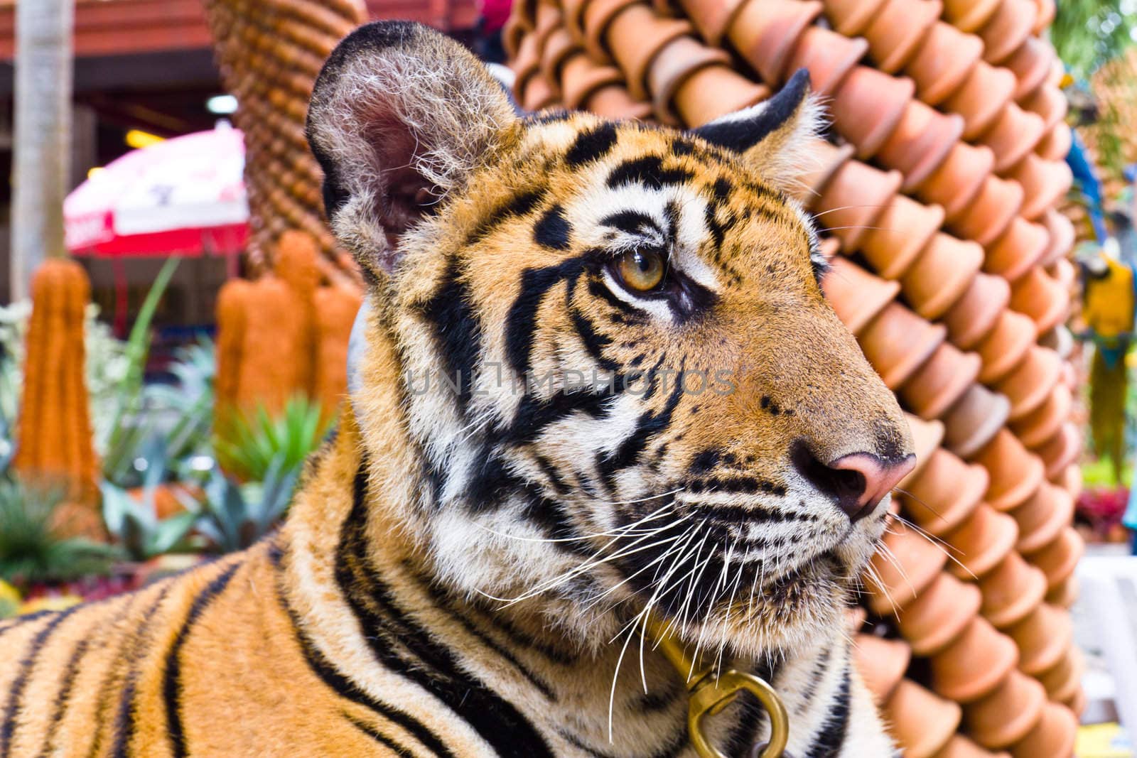 Tiger portrait in the zoo