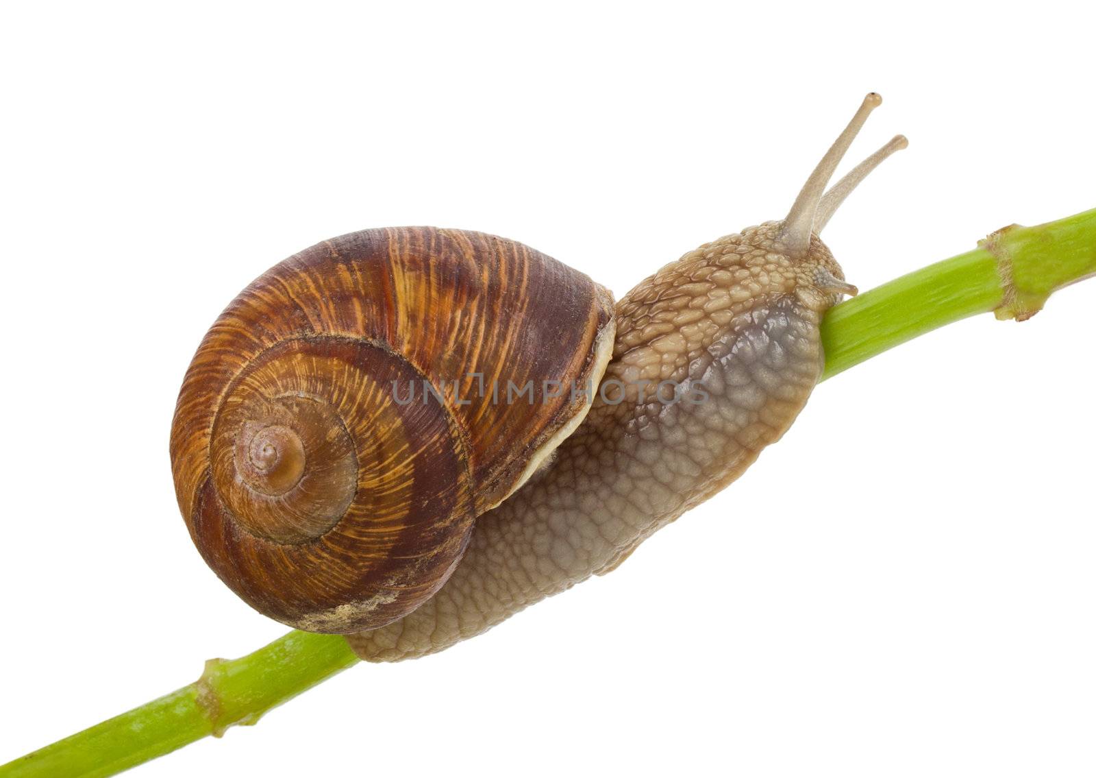 close-up snail creeping on stem, isolated on white