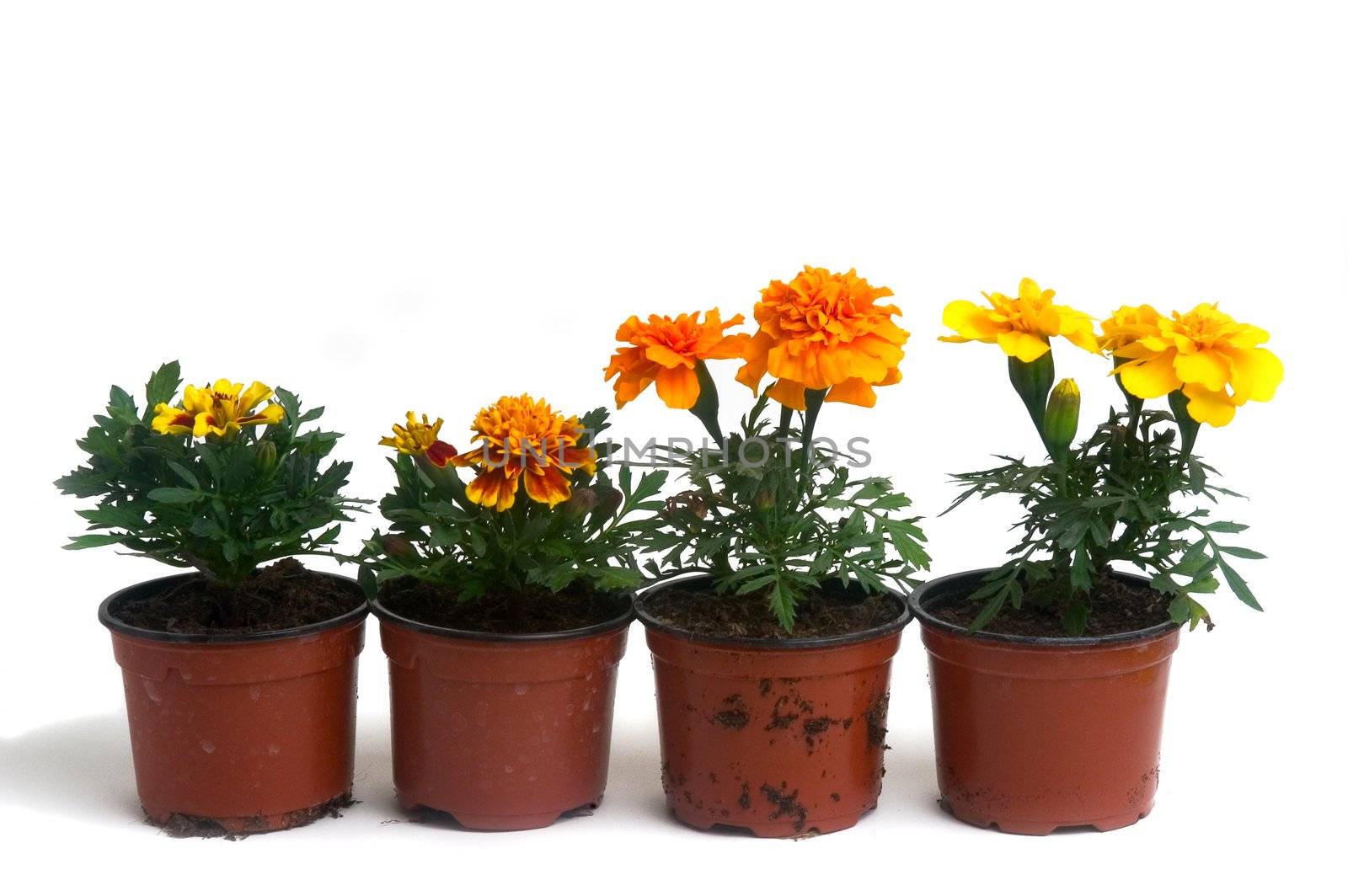 plants marigolds by gillespaire