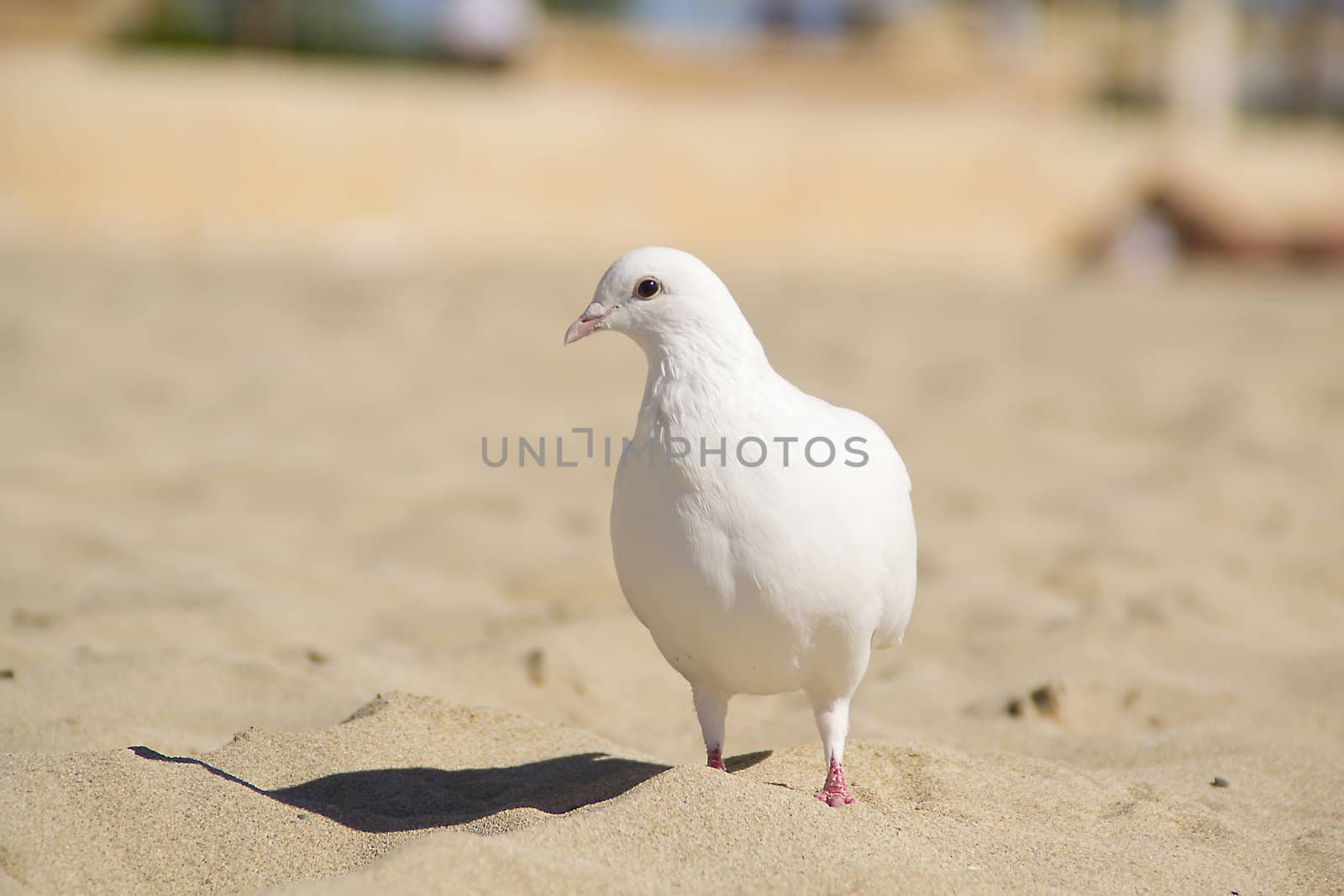 white pingeon at the beach by ladyminnie