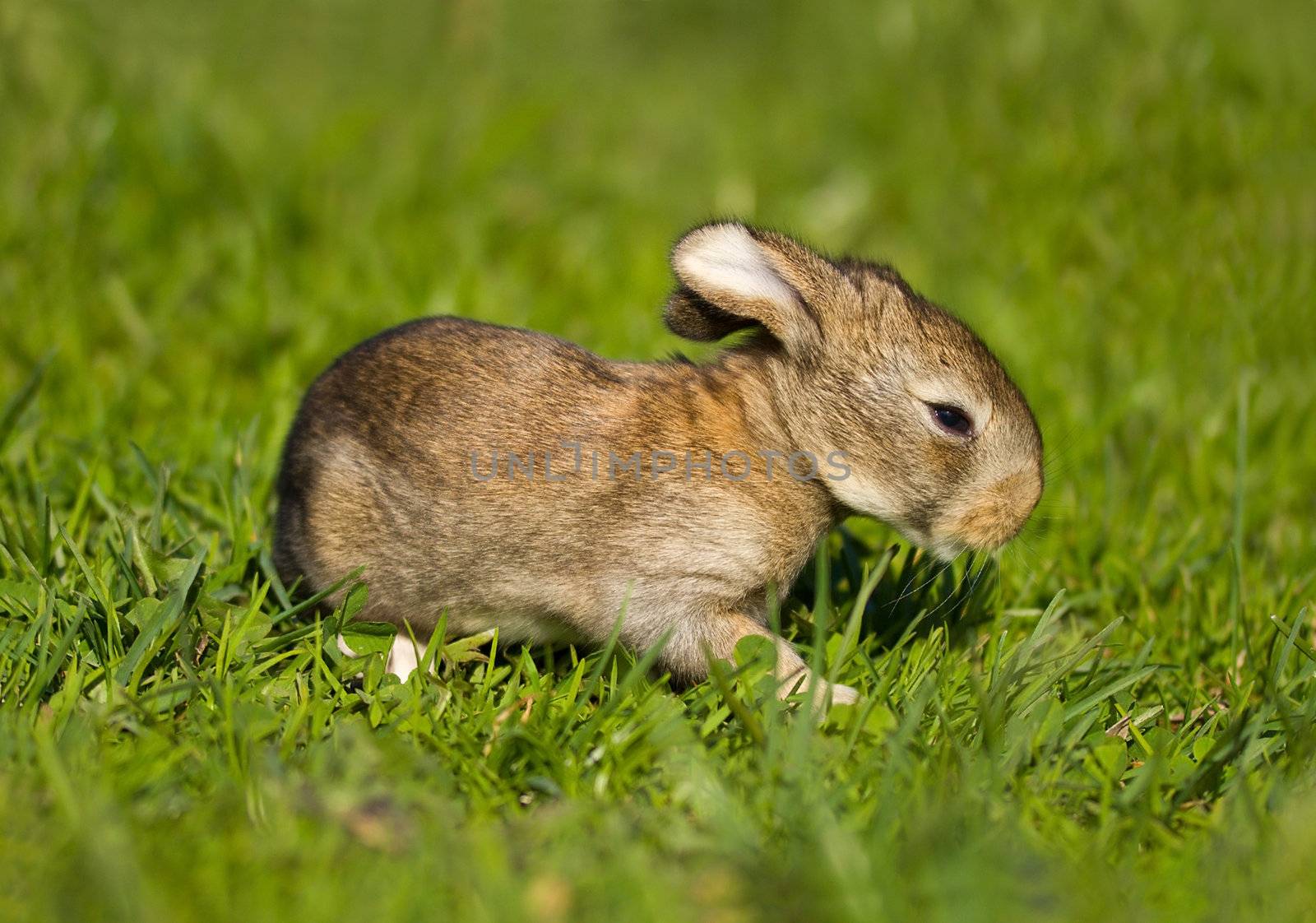 gray bunny on green grass background