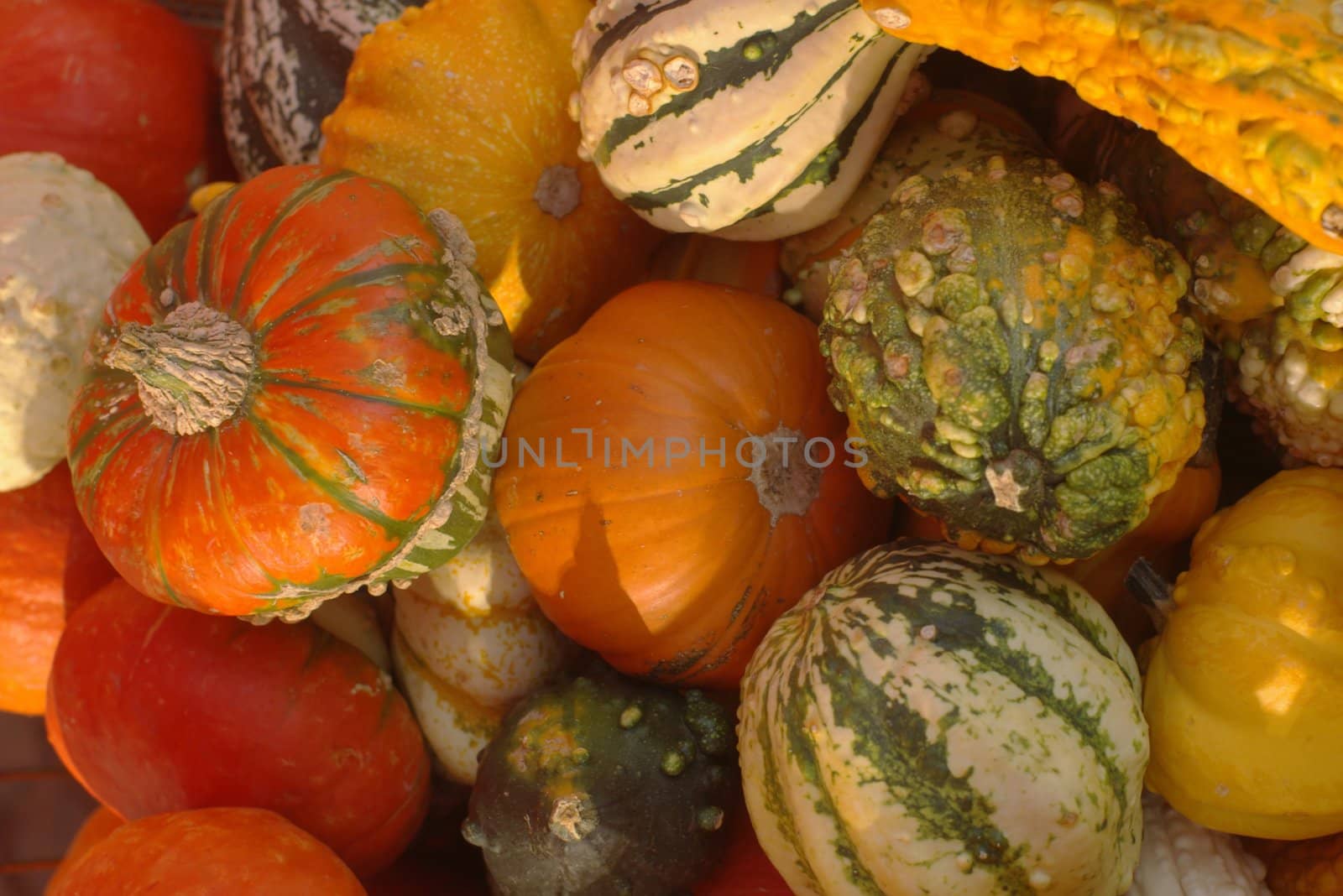 different pumpkins............