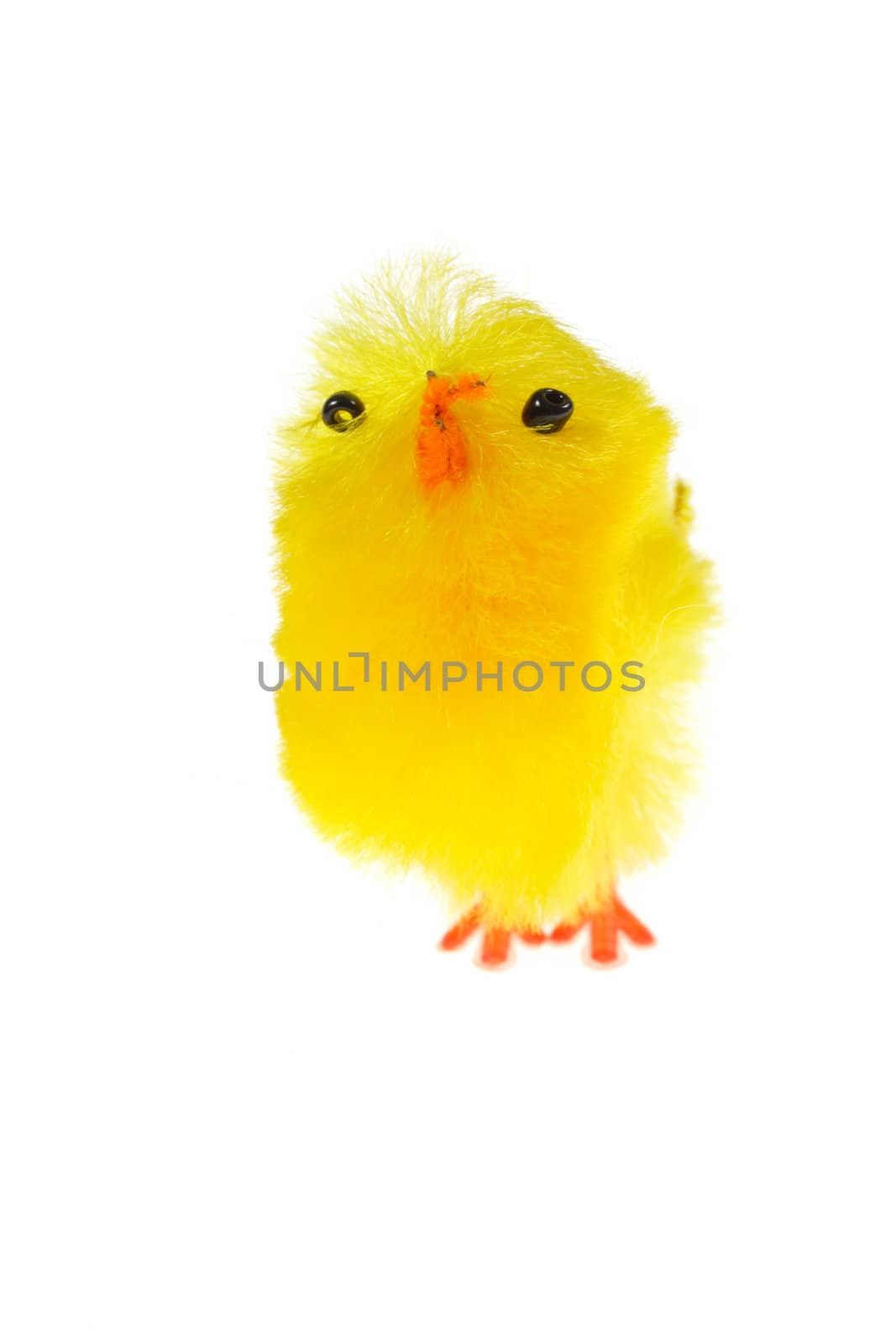 yellow chickling, photo on the white background