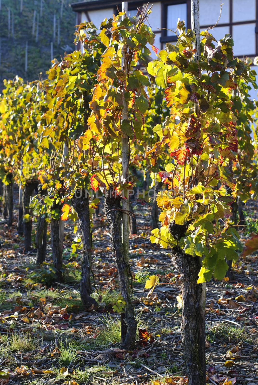 Grape field under the sun, Rheinland-Pfalz, Germany