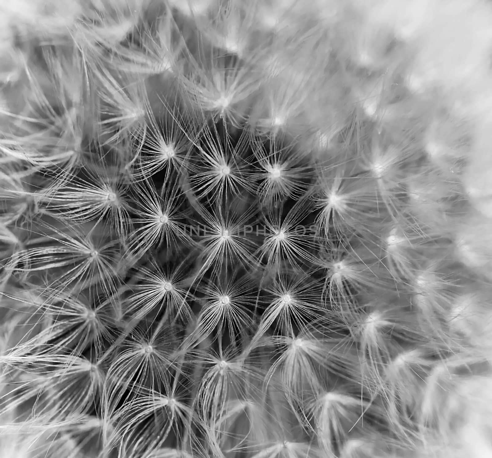 A close up view of a beautiful dandelion blossom in a fresh spring garden.