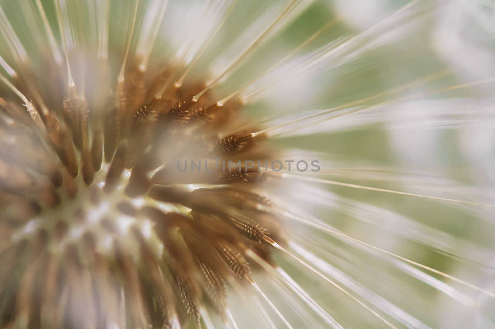 A close up view of a beautiful dandelion blossom in a fresh spring garden.