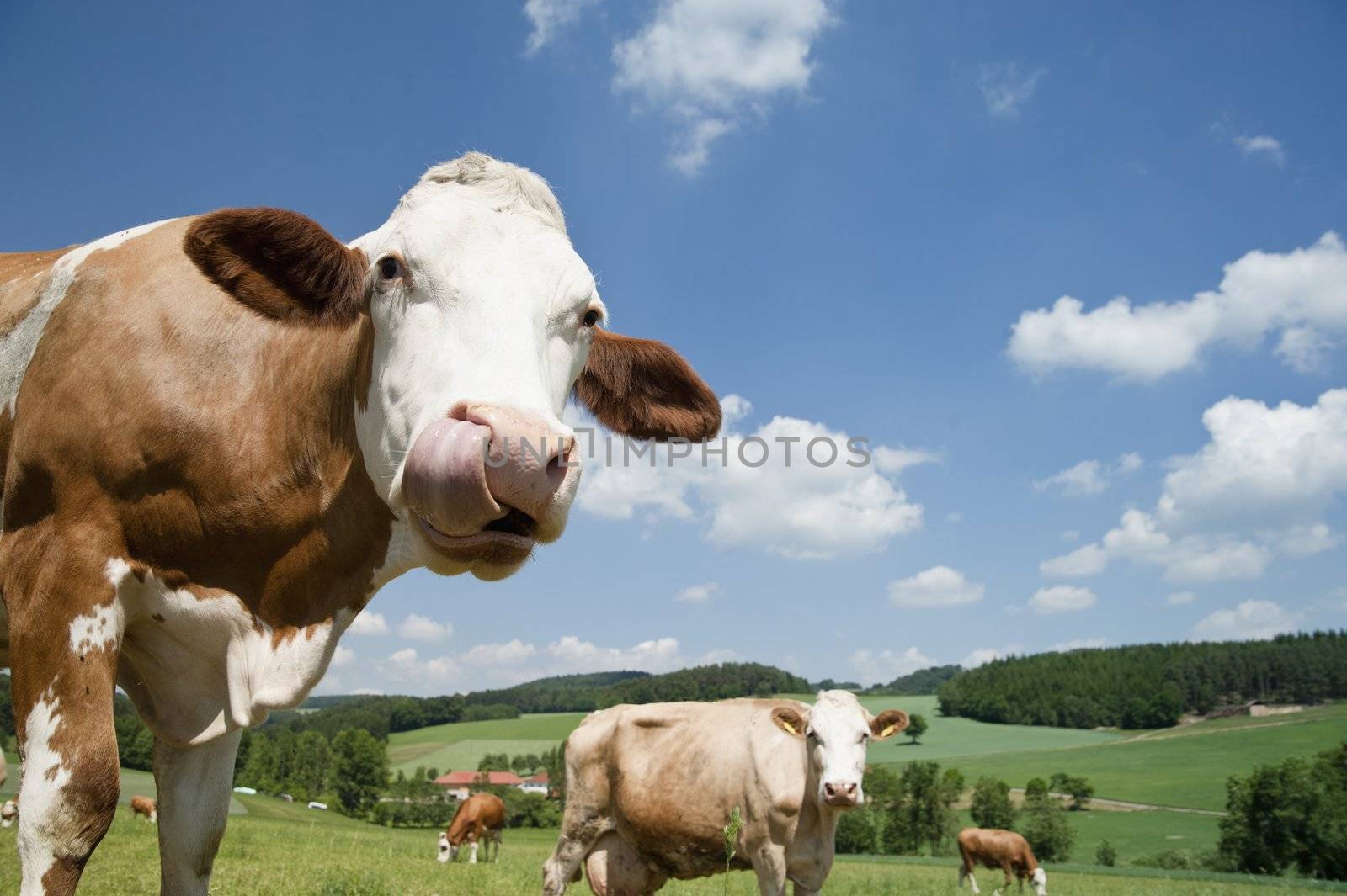 Cow with long tongue in beautiful landscape of upper austria
