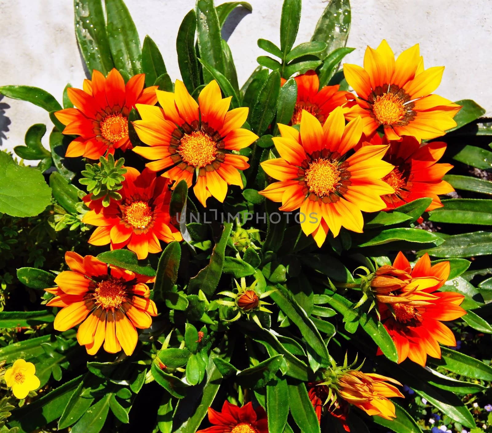 several orange Gazania blooming flowers natural background