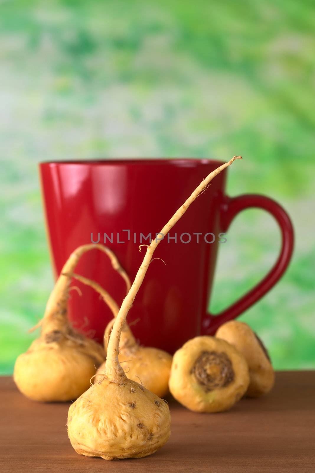 Peruvian Ginseng (Sp. Maca, lat. Lepidium meyenii) which is widely used in Peru for its various health effects and high nutritional value with a red tea cup in the back on wood (Selective Focus, Focus on the front root)