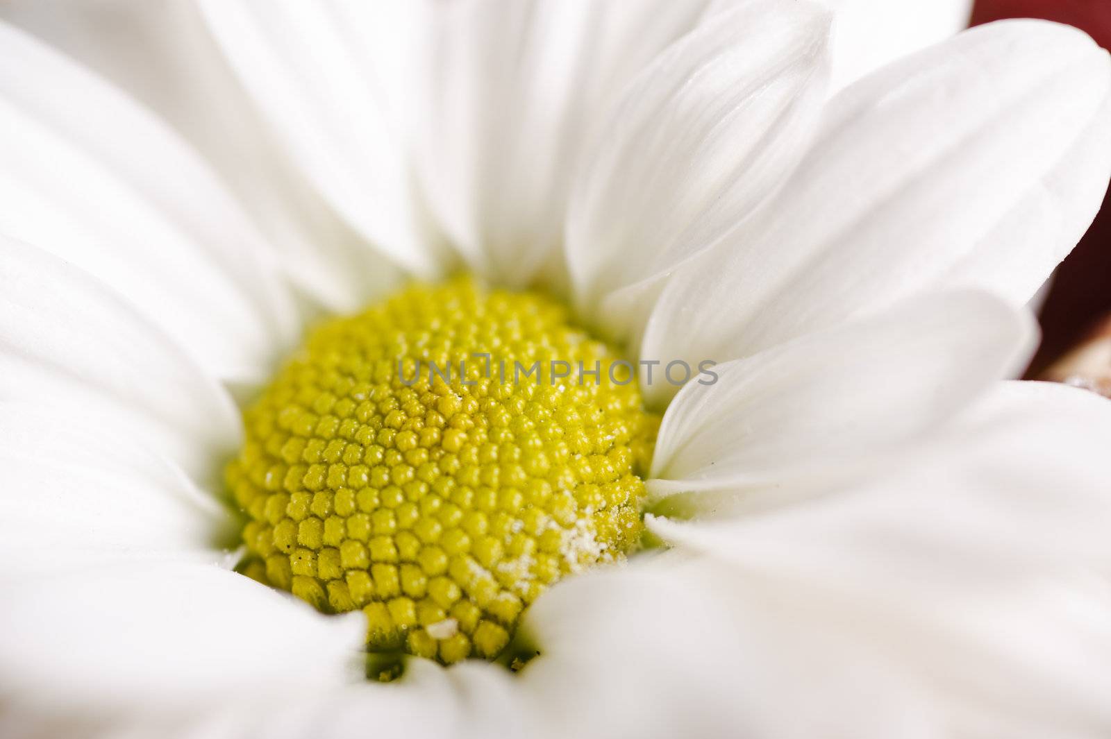 Macro close-up shoot of a white camomile