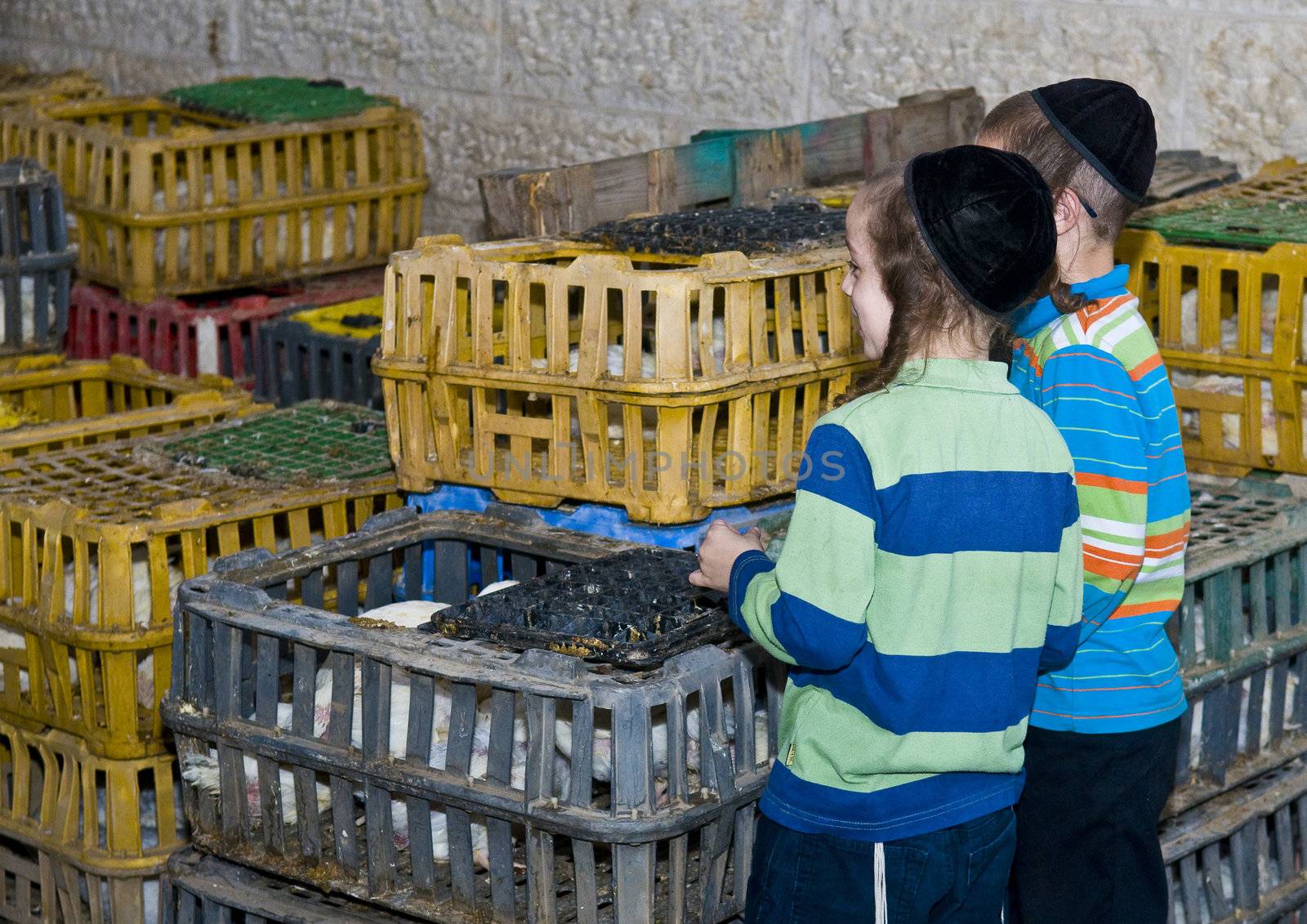 JERUSALEM - OCT 06 : An ultra Orthodox Jewish boys near a cages with chickens use for the "Kaparot" ceremony held in Jerusalem Israel in October 06 2011 