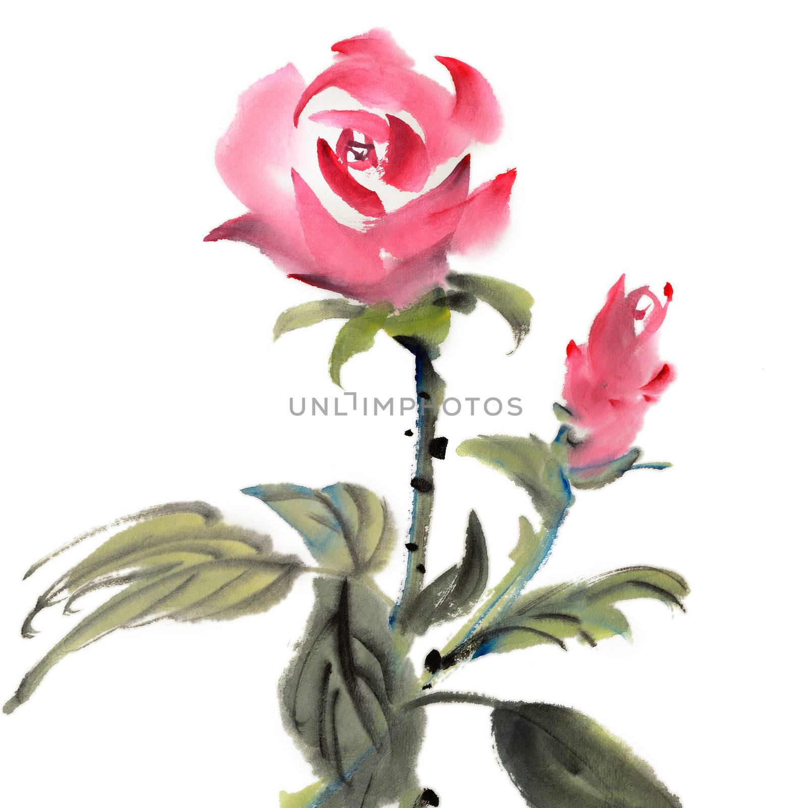 Chinese traditional painting of rose flower on white background.